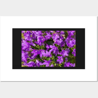 Campanula Flowers Posters and Art